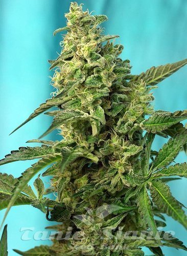 Nasiona Marihuany Green Poison Fast Version - SWEET SEEDS