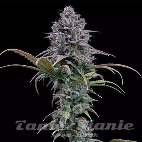 Nasiona Marihuany Grimm Glue - BROTHERS GRIMM SEEDS