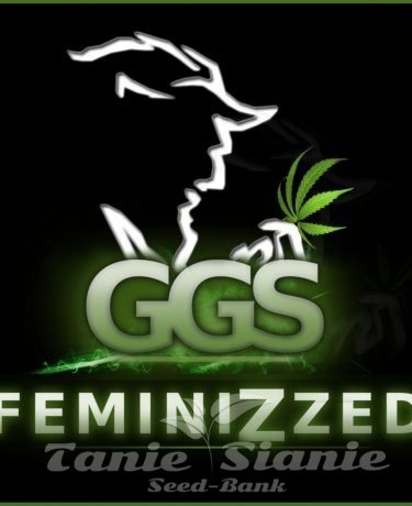 Nasiona Marihuany Grzech Grow Seeds - Guerilla Gold x AK 47 (Fast Version)