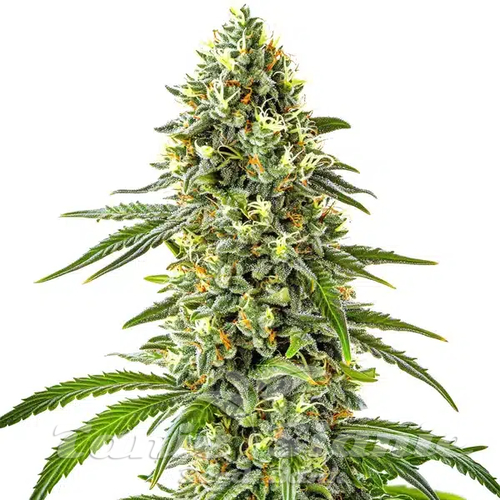 Guanabana - BLIMBURN SEEDS