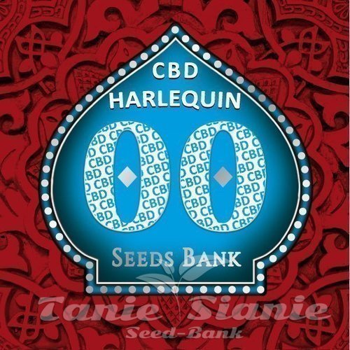 Nasiona Marihuany Harlequin CBD - 00 SEEDS BANK