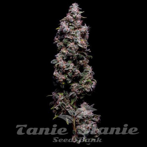 Hazy Kush S1 - Green Bodhi