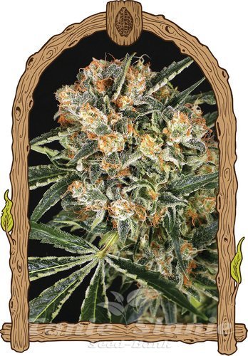 Nasiona Marihuany Hippie Therapy CBD - EXOTIC SEED