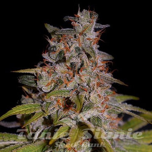 Nasiona Marihuany Honey Papaya - G13 LABS
