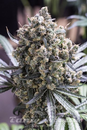 Nasiona Marihuany Fast Flowering Green Crack - HUMBOLDT SEED