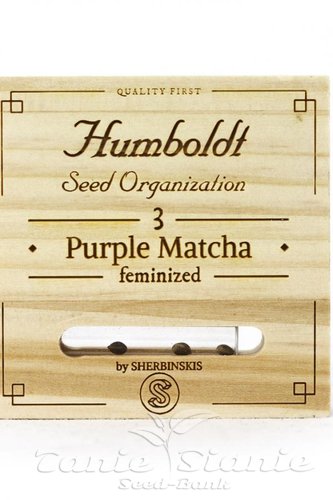 Nasiona Marihuany Purple Match - HUMBOLDT SEED