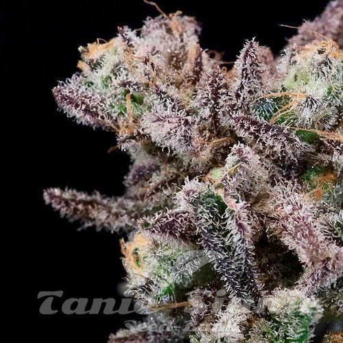 Iced Sangria - ATLAS SEEDS