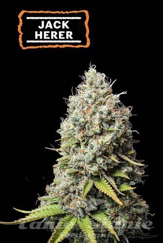 Jack Herer - SEED STOCKERS