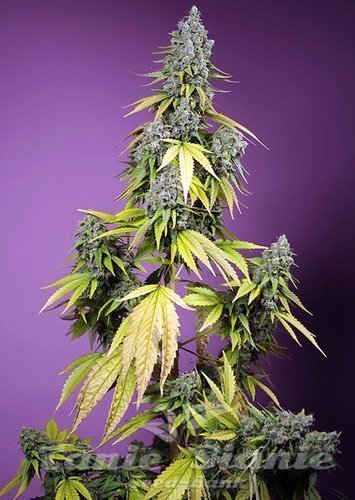 Nasiona Marihuany Jet Fuel Mandarine XL Auto - SWEET SEEDS