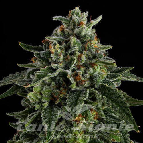 Jet Puft - COMPOUND GENETICS