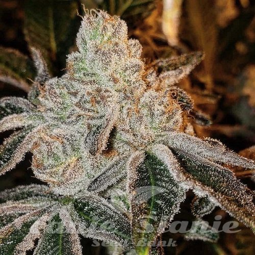 Johnny Dang R1 - ETHOS GENETICS