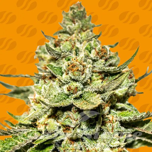 Nasiona Marihuany Jungle Lava - ORIGINAL SENSIBLE SEEDS