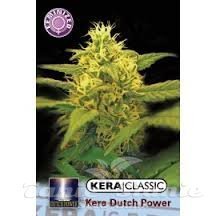 Nasiona Marihuany Dutch Power 2.0 - KERA SEEDS