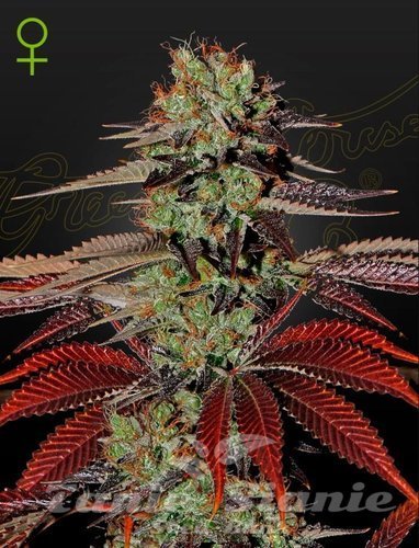 Nasiona Marihuany King’s Kush Autoflowering - GREEN HOUSE SEEDS