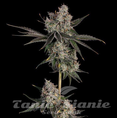 Knockout - HAPPY VALLEY GENETICS
