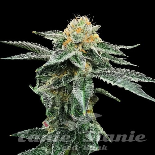 Nasiona Marihuany Kosher Cookies - DNA GENETICS
