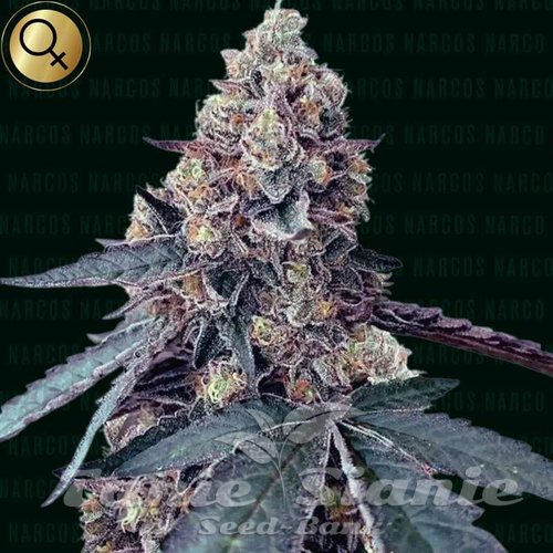 La Chica - NARCOS SEEDS