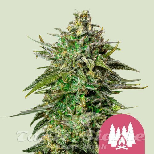 Nasiona Marihuany Larry OG - ROYAL QUEEN SEEDS