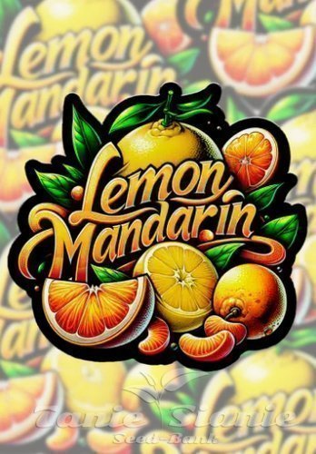 Nasiona Marihuany Lemon Mandarin - FASTBUDS