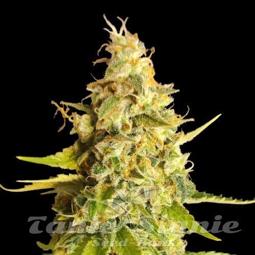 Lemon OG
