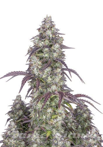 Nasiona Marihuany Lemon Pie Auto - FASTBUDS