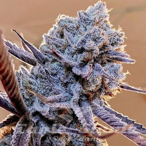 Lilac Diesel RBx2 - ETHOS GENETICS