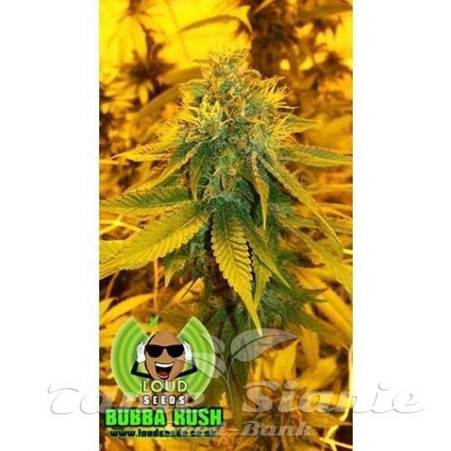 Nasiona Marihuany Bubba Kush Pre 98 - LOUD SEEDS