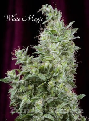 Nasiona Marihuany White Magic - MANDALA SEEDS