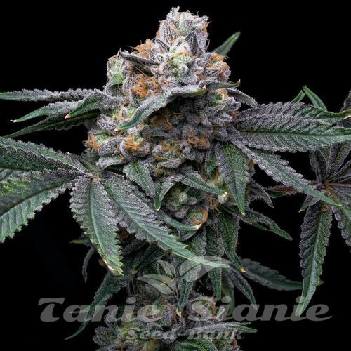 Mango x Hollywood - COOKIES SEEDS