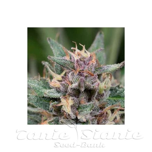 Nasiona Marihuany Blue Hell Auto - MEDICAL SEEDS