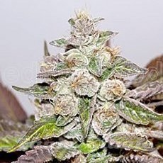 Nasiona Marihuany Mendocino X Purple Kush - MEDICAL SEEDS