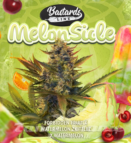 Nasiona Marihuany MelonSicle - T.H. SEEDS