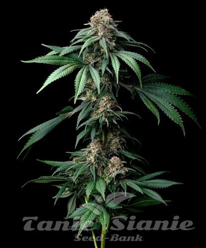 Nasiona Marihuany Mendo Breath - BARNEY'S FARM