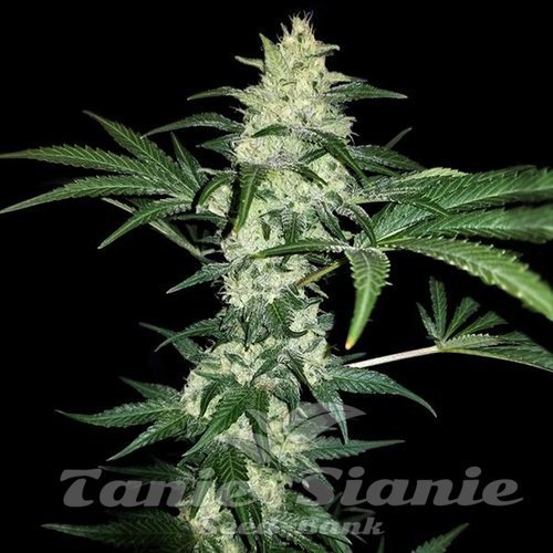 Mexican Sativa