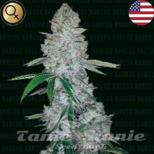 Miami Sunset OG - NARCOS SEEDS