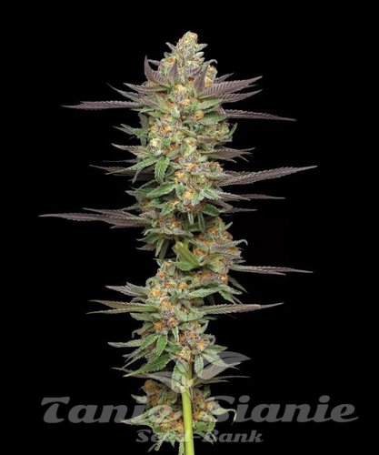 Mint Jelly Auto - HUMBOLDT SEED COMPANY
