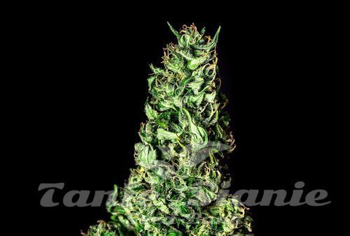 Nasiona Marihuany Moby Dick - KANNABIA SEED