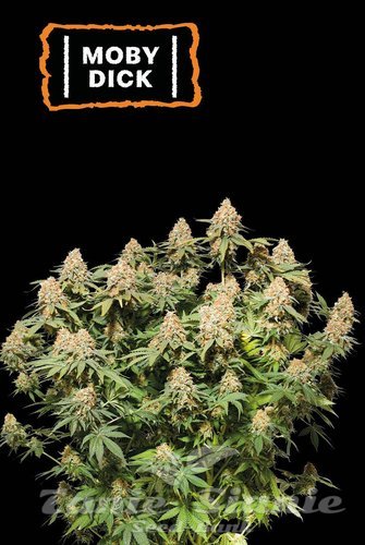 Moby Dick - SEED STOCKERS
