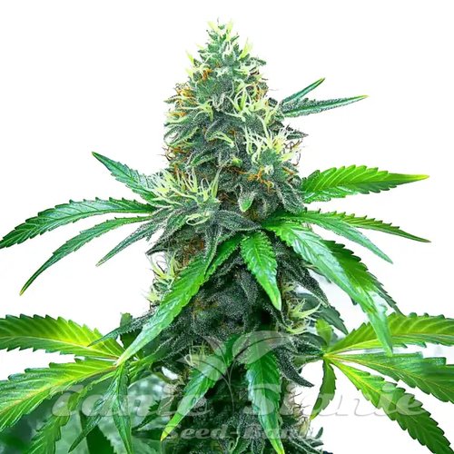 OG Kush - BLIMBURN SEEDS