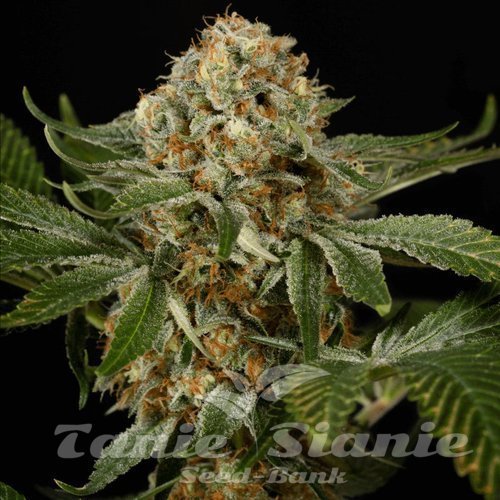 OG Kush - SILENT SEEDS