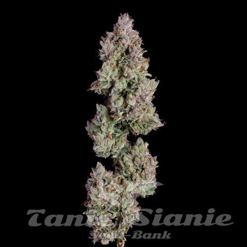 Oh My Thai Auto - HAPPY VALLEY GENETICS
