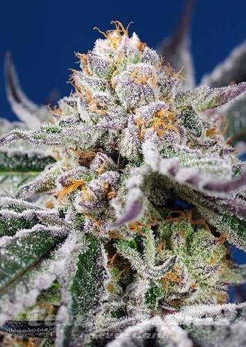 Nasiona Marihuany Orange Apricot Glue XL Auto - SWEET SEEDS