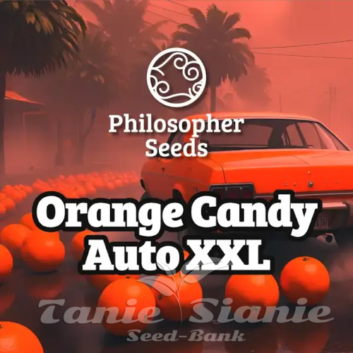 Nasiona Marihuany Orange Candy Auto XXL - PHILOSOPHER SEEDS
