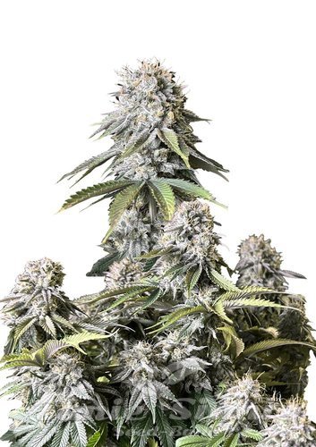 Nasiona Marihuany Orange Sherbet FAST - FASTBUDS