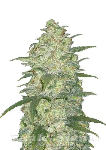 Nasiona Marihuany Original Auto White Widow - FASTBUDS