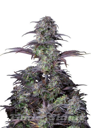 Nasiona Marihuany Original Blueberry Auto - FASTBUDS