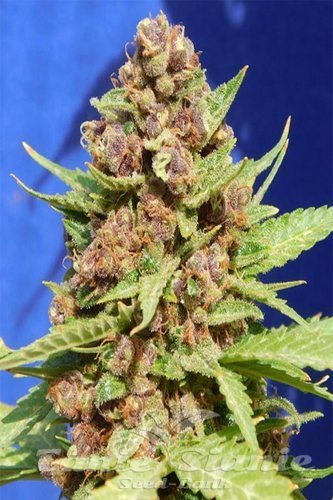 Nasiona Marihuany Purple Punch Cookies - Original Sensible Seeds