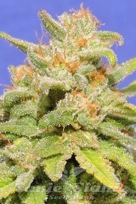 Nasiona Marihuany White Crystal Meth Auto - Original Sensible Seeds