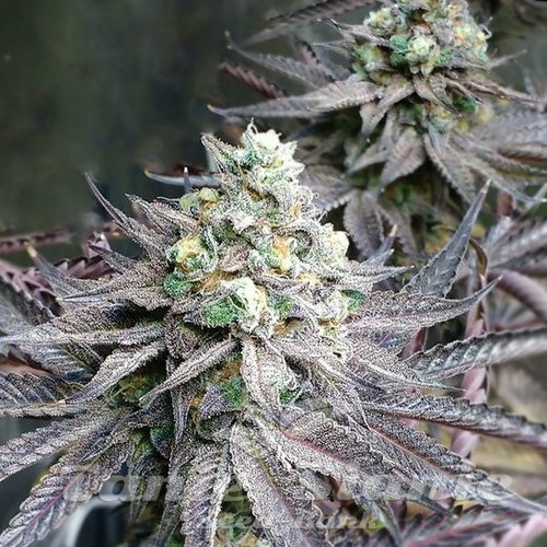 Peanut Butter Breath