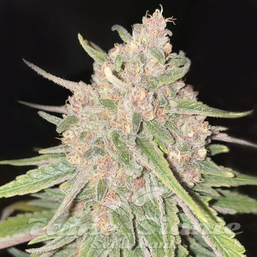 Peanut Butter Breath Auto